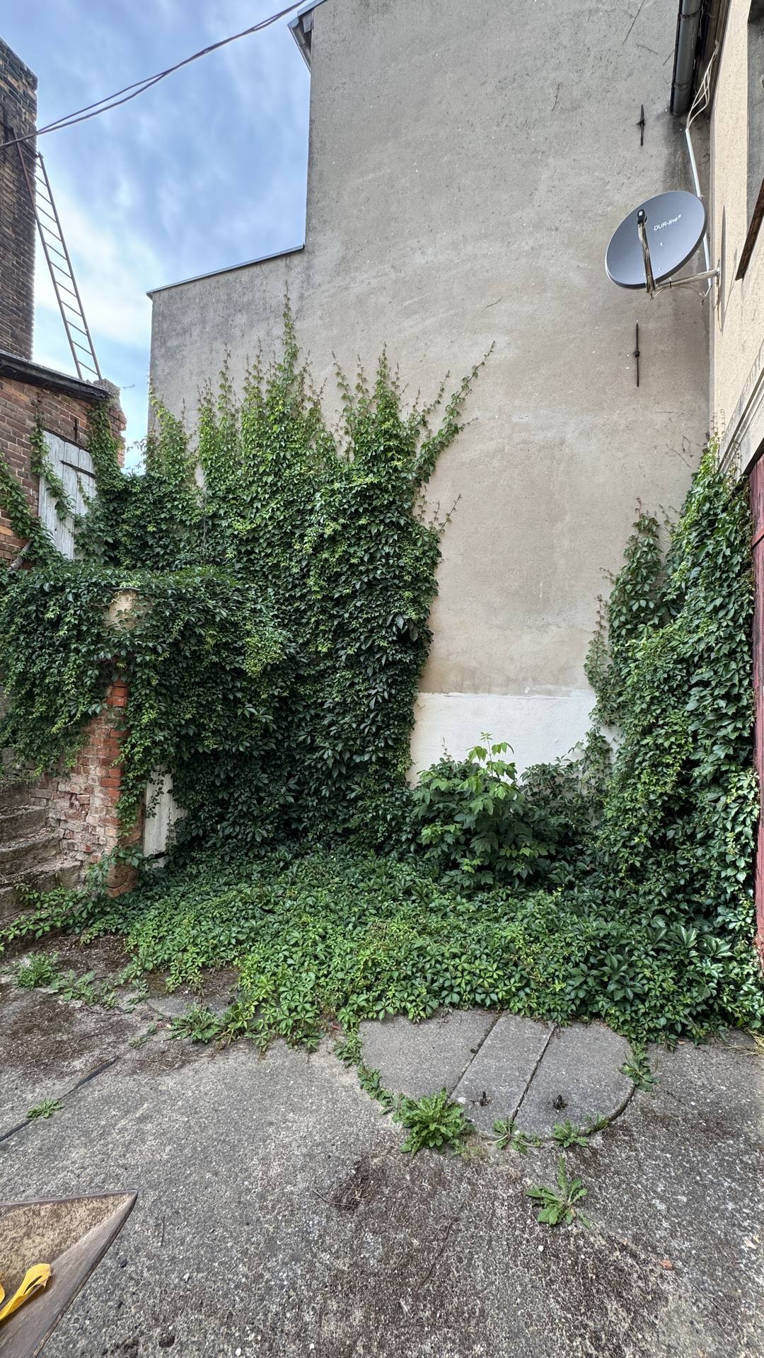 Zugewucherten Innenhof freigelegt – Vorher